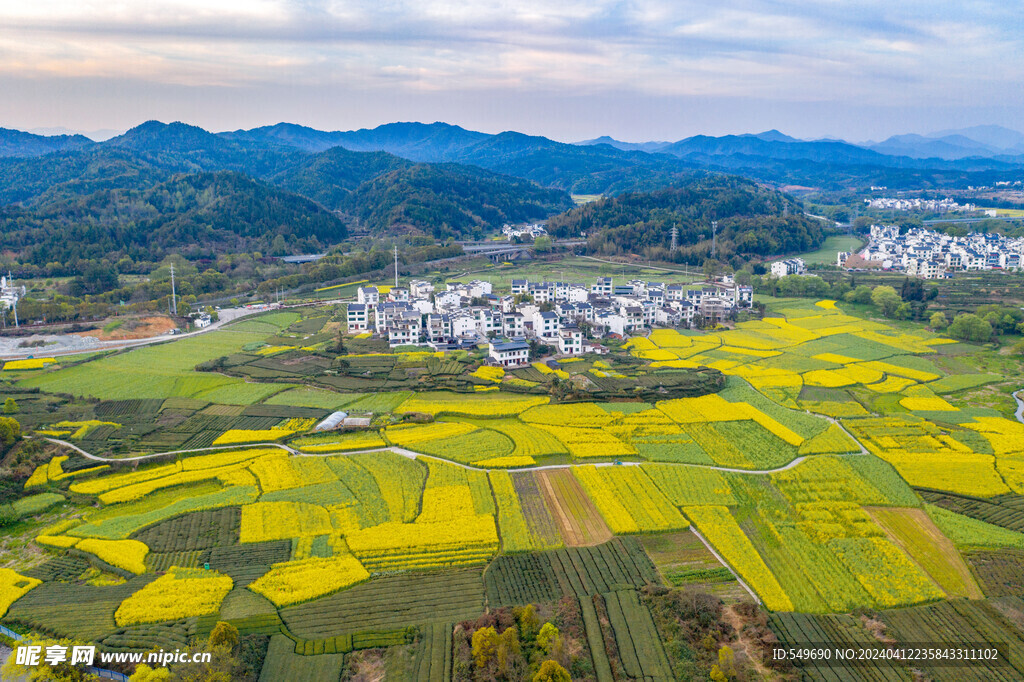 航拍菜花田园风光图片