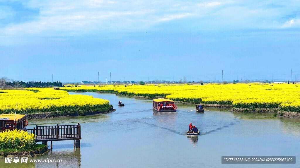 兴化千垛油菜花基地