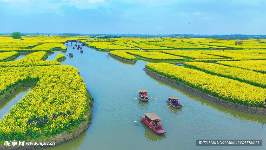 兴化千垛油菜花基地