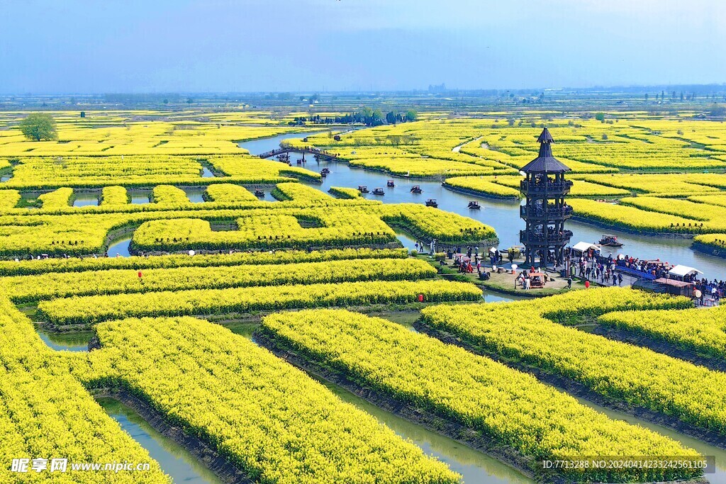 兴化千垛油菜花基地