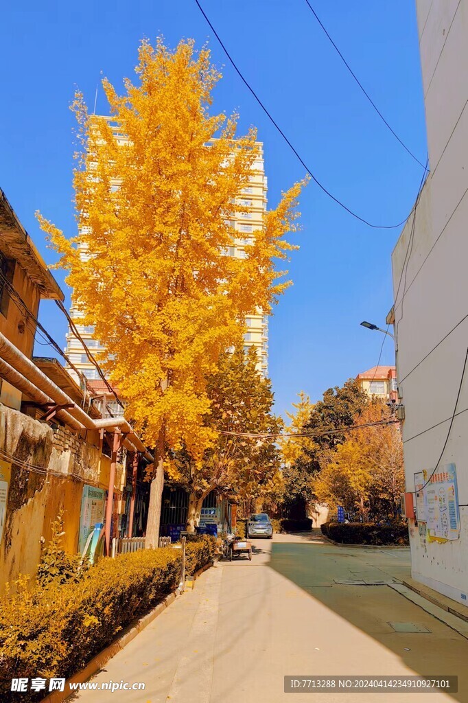 深秋银杏树
