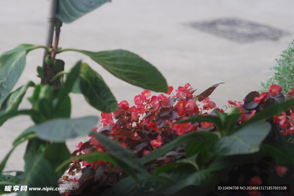 花