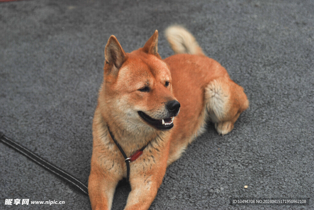 黄狗