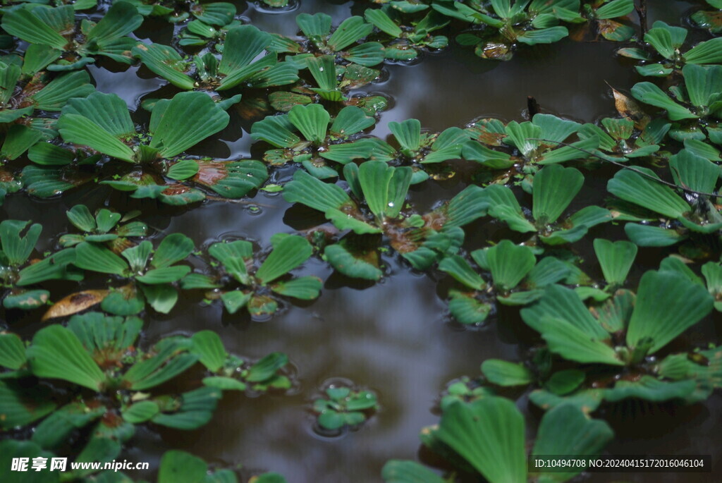 水仙花