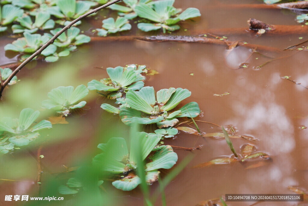 水仙花