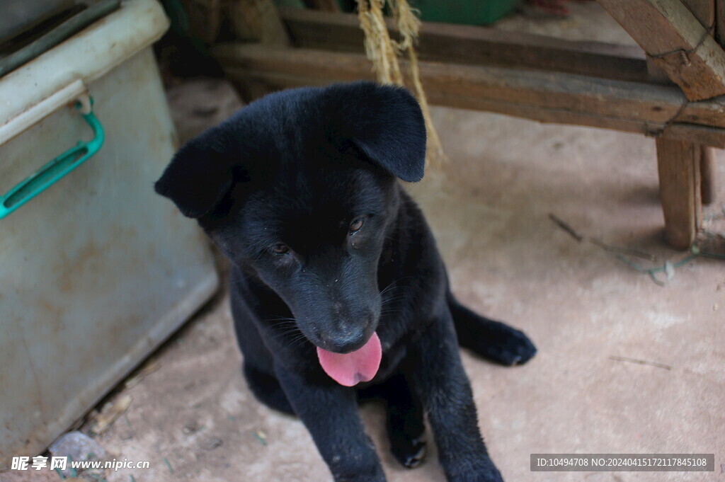 小黑犬