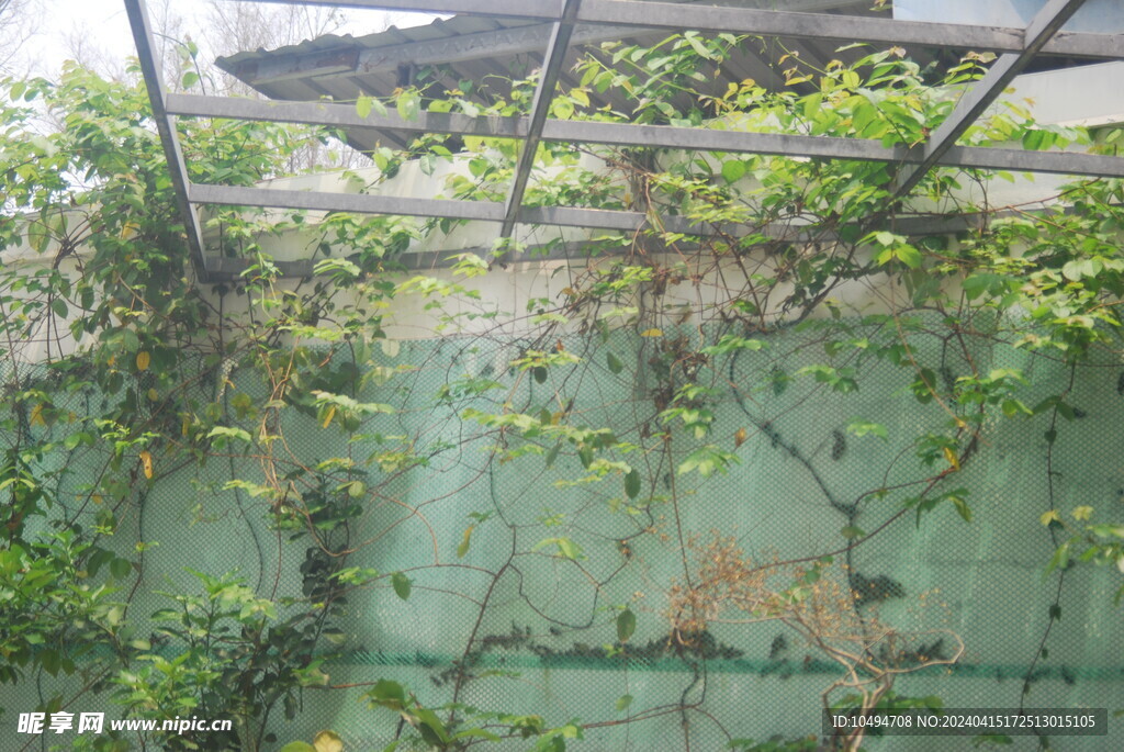 藤蔓植物