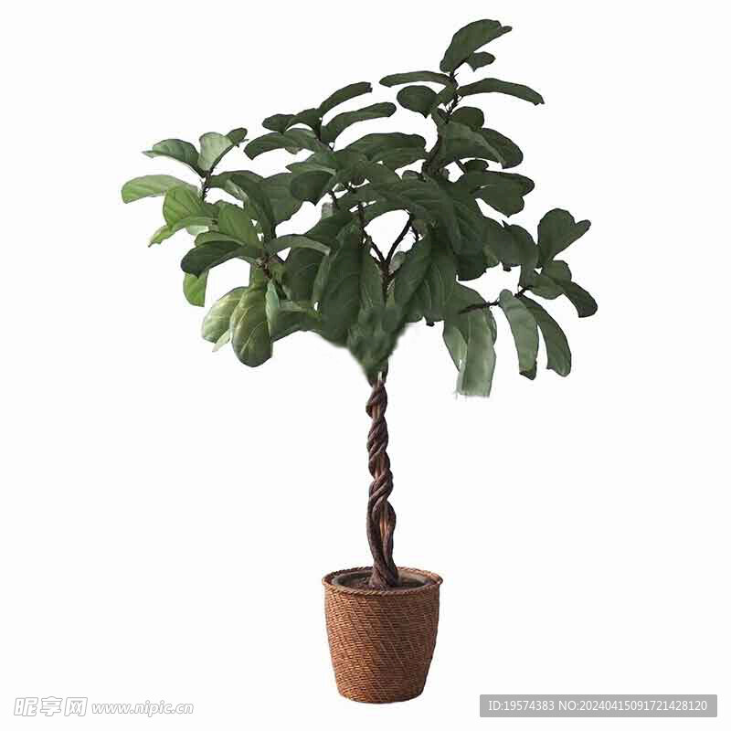 C4D模型 植物  