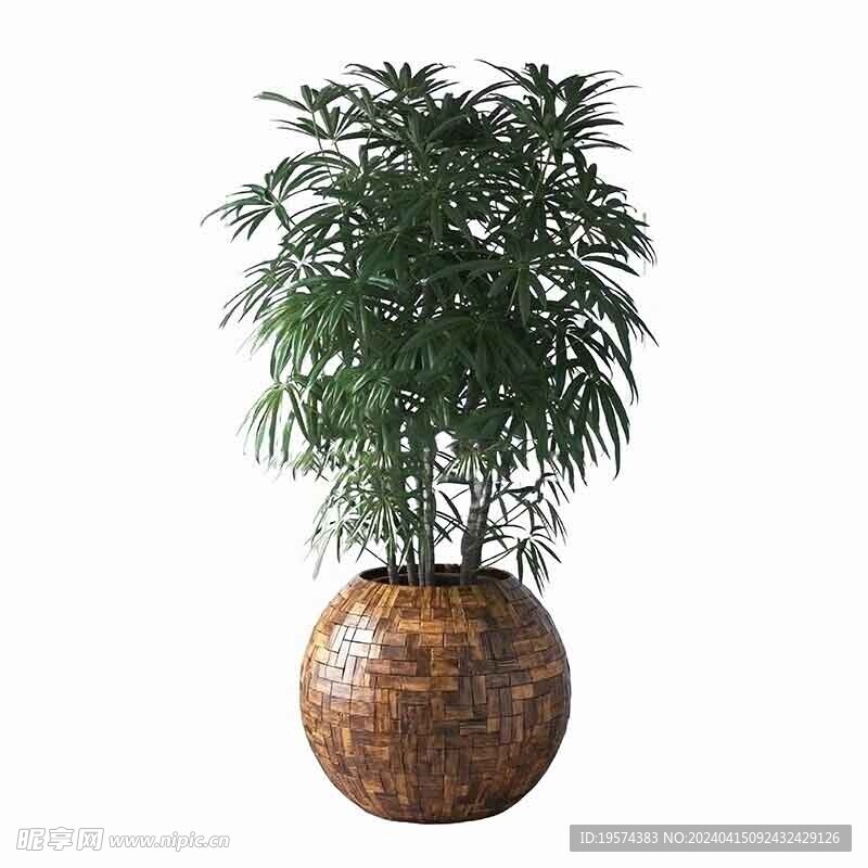 C4D模型 植物
