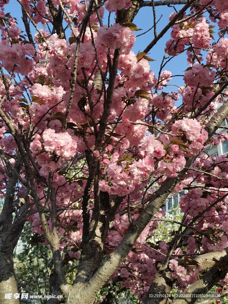 樱花