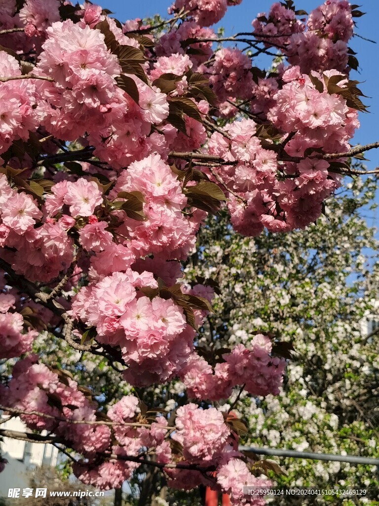 樱花