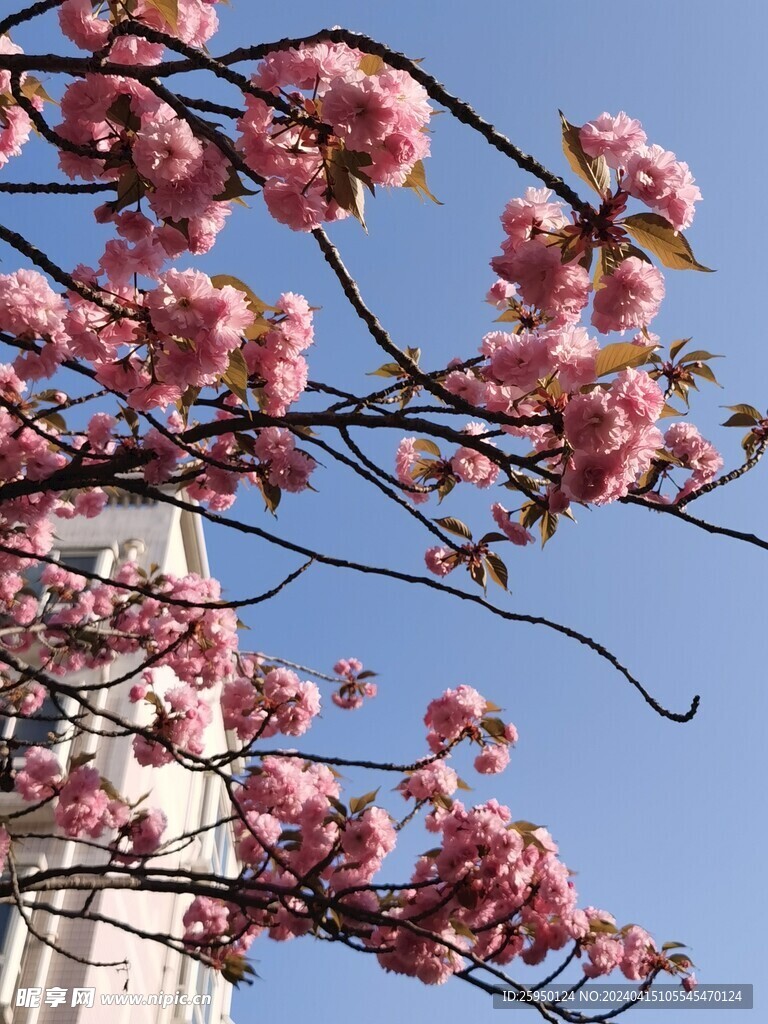 樱花