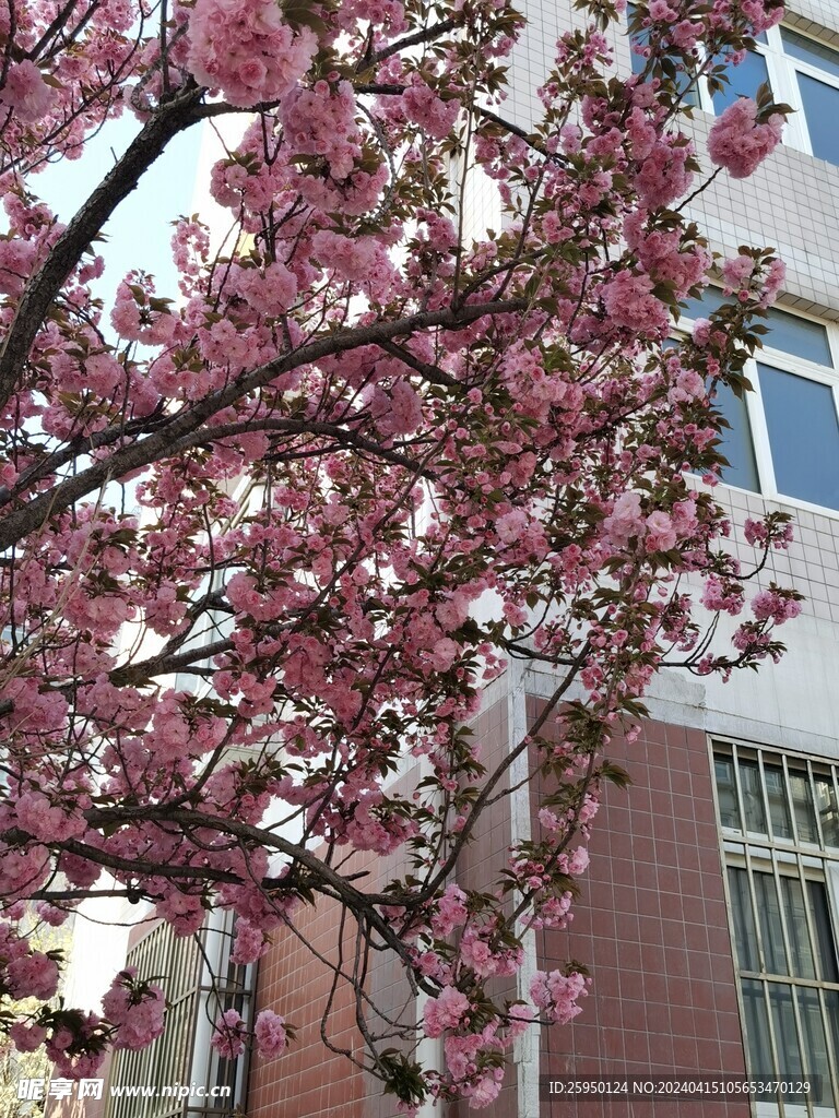 樱花