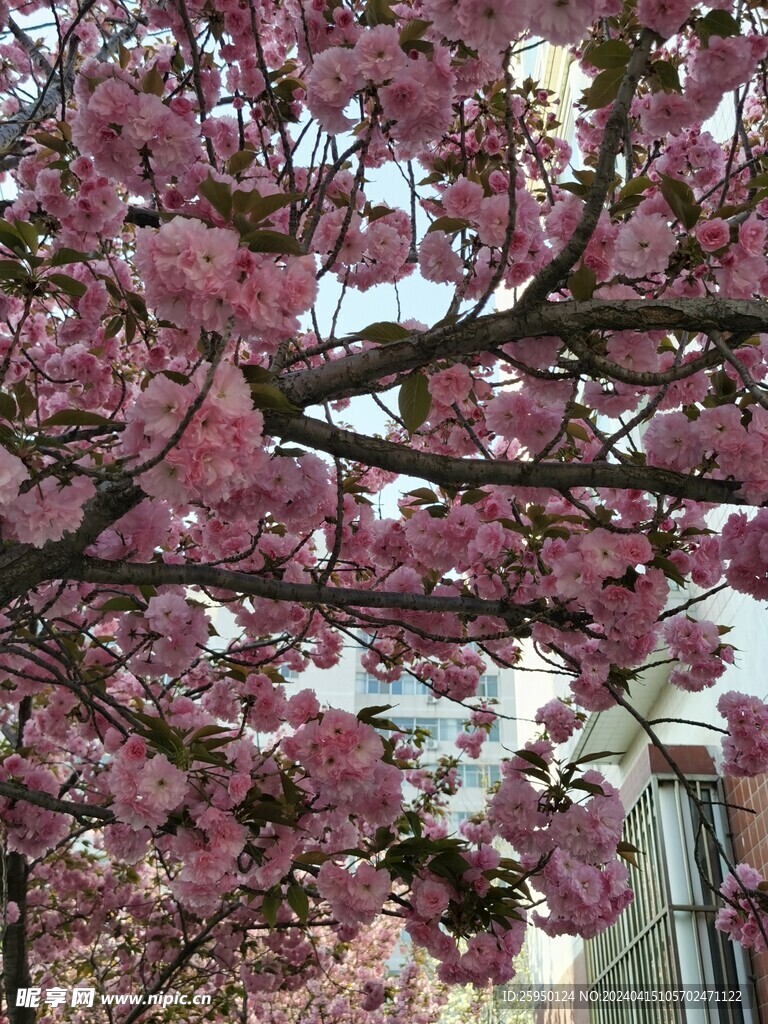 樱花