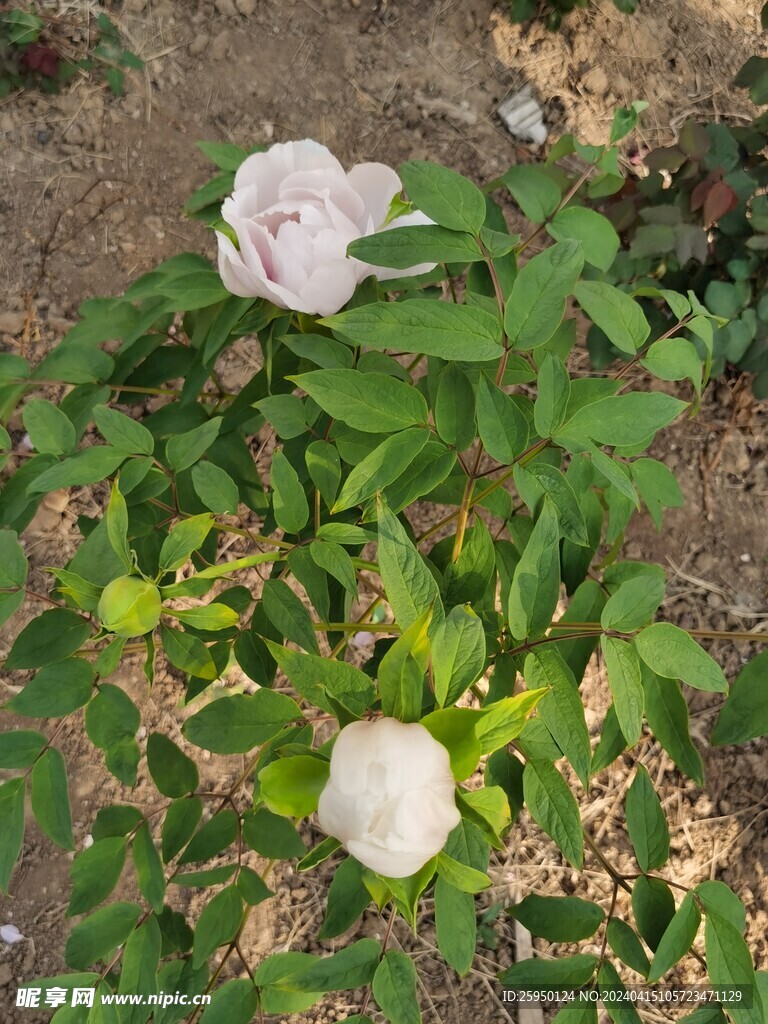 白牡丹