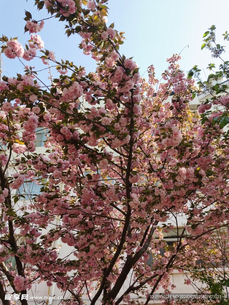 樱花树