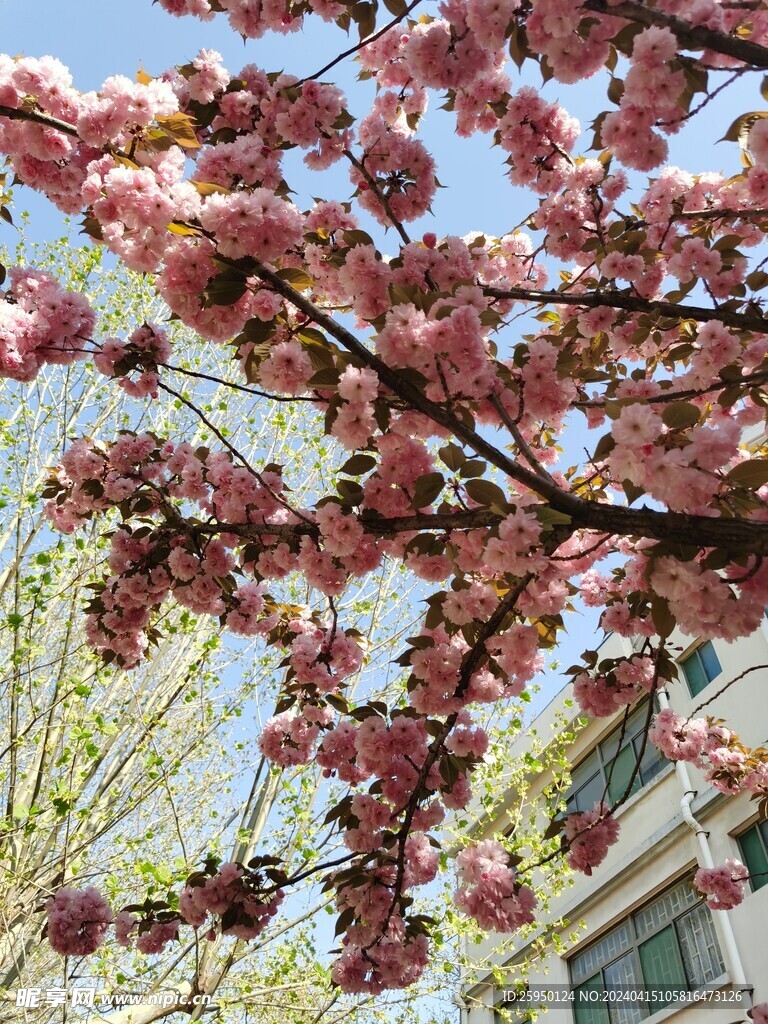樱花 