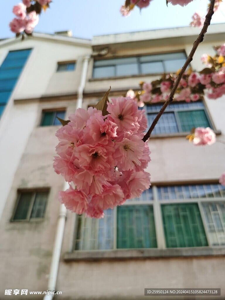 樱花