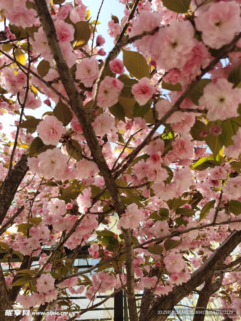 樱花树