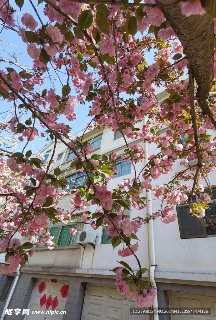 樱花