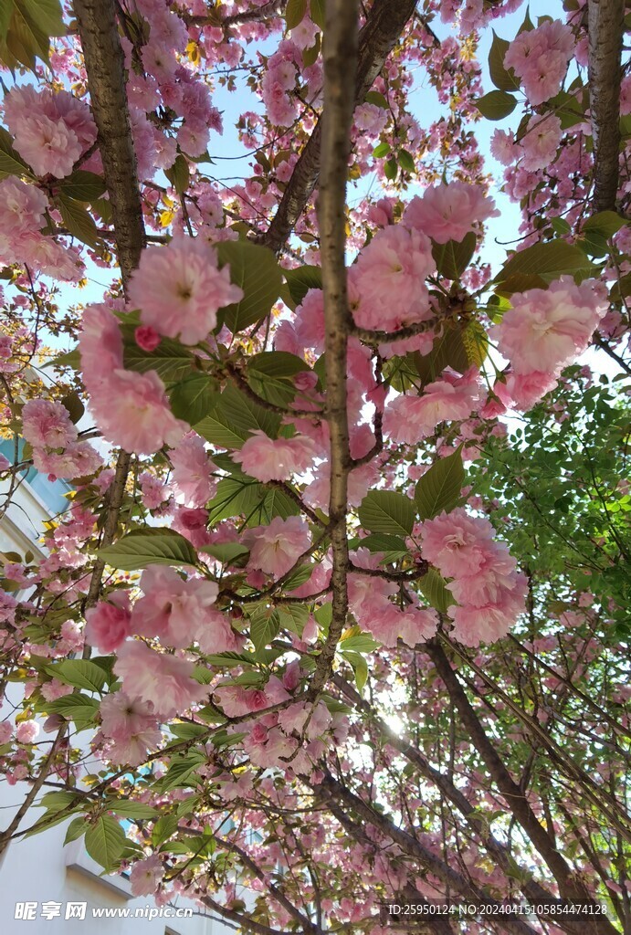 樱花树