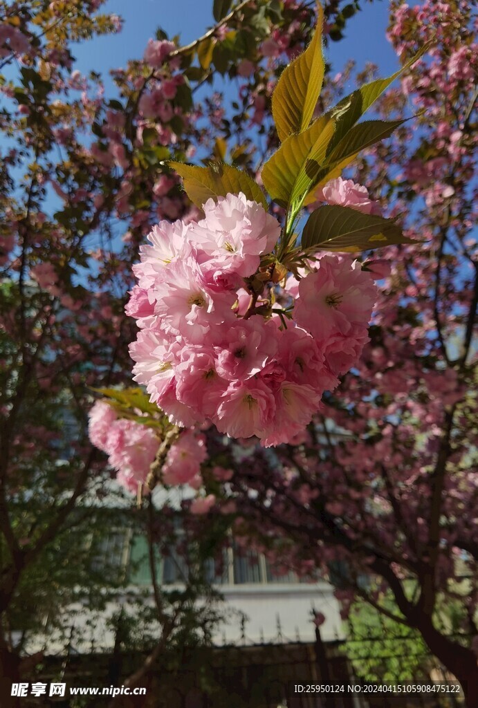 樱花
