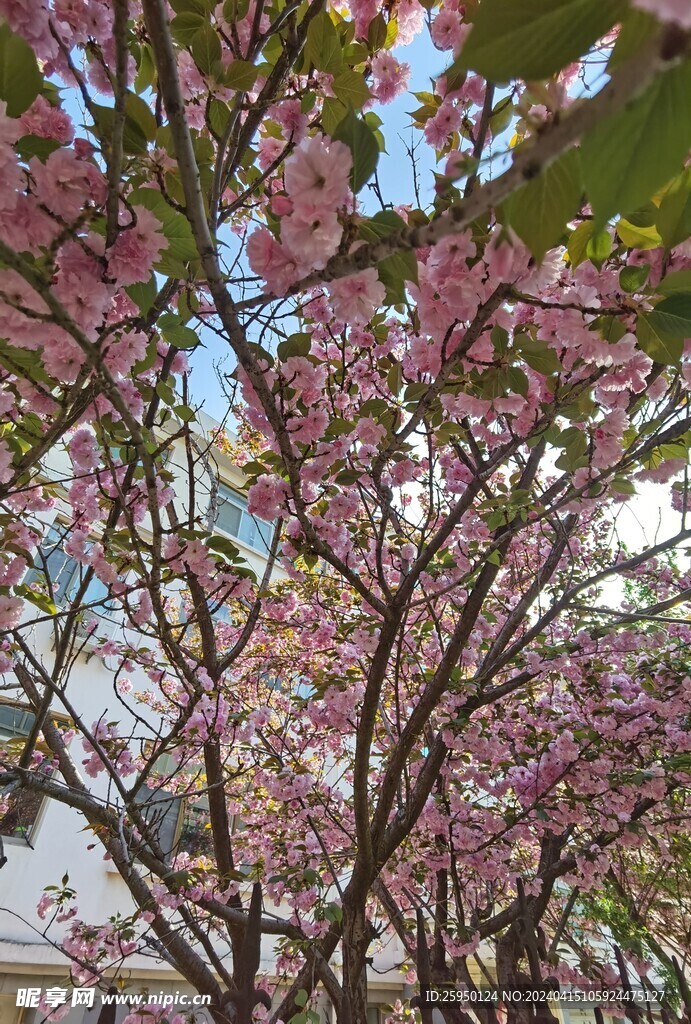 樱花