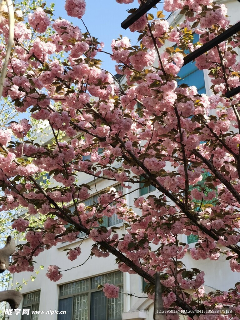 樱花