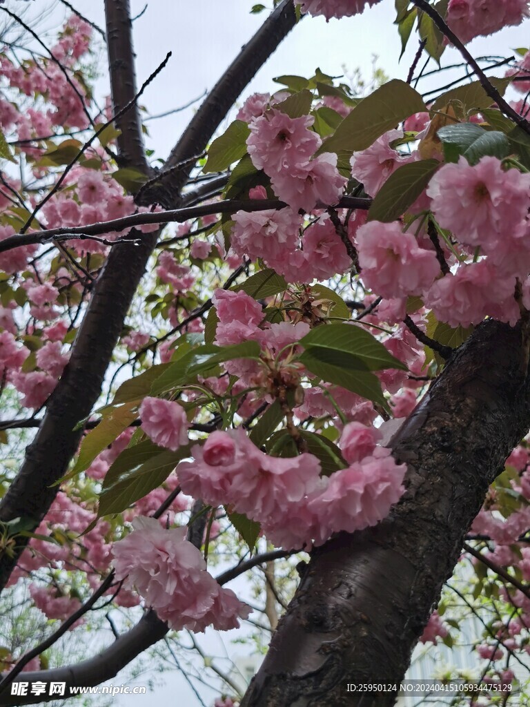 樱花
