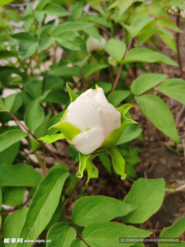 白牡丹