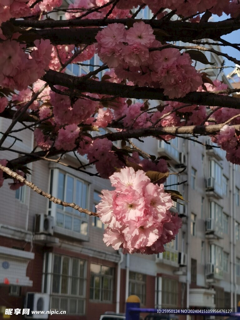 樱花树