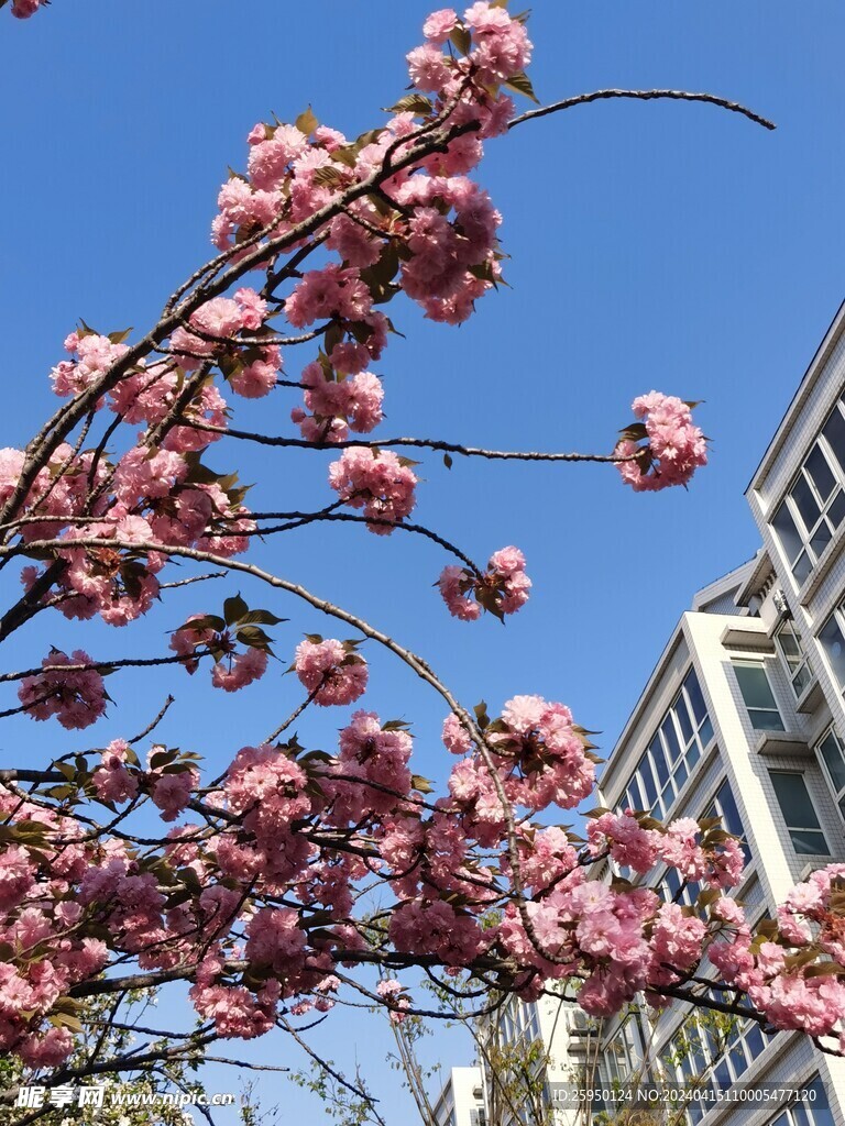 樱花