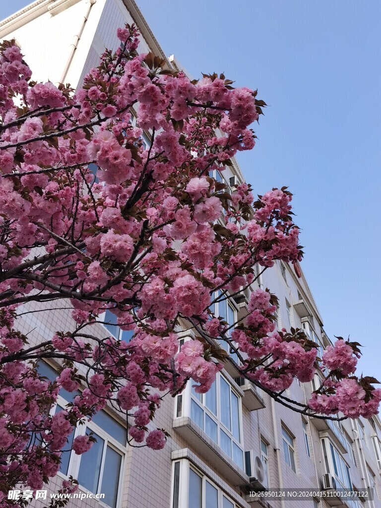 樱花