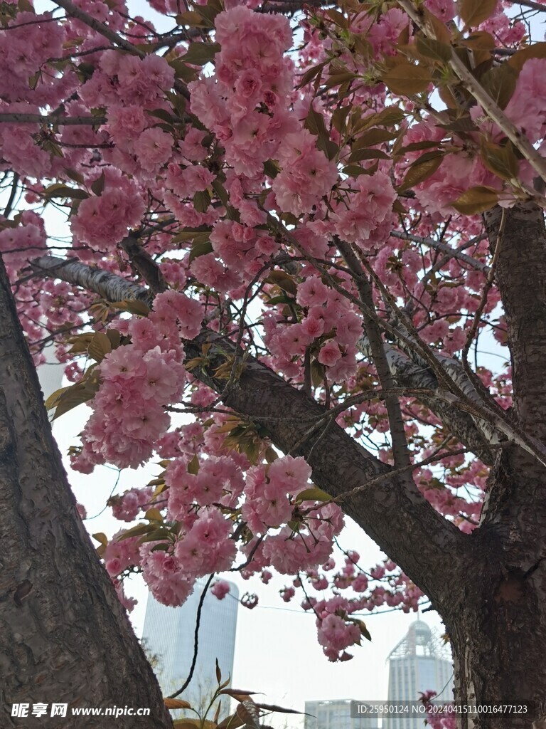 樱花