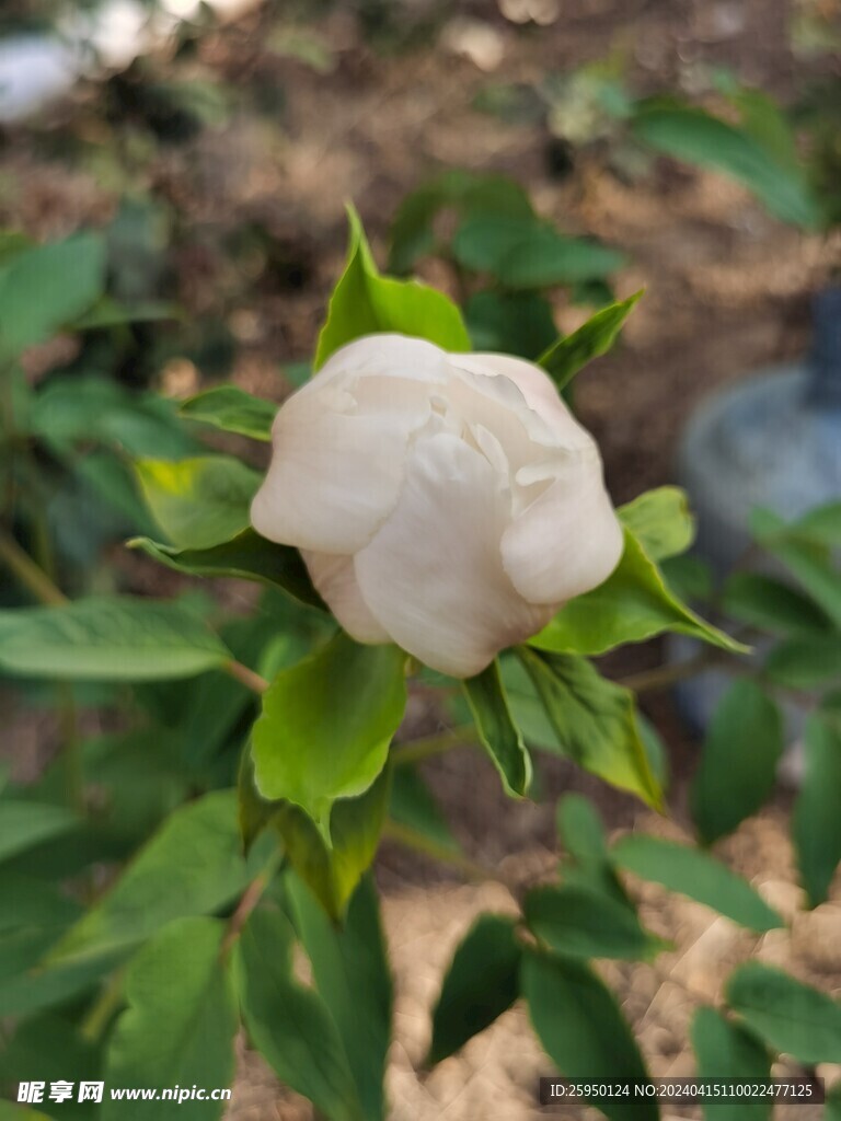 白牡丹
