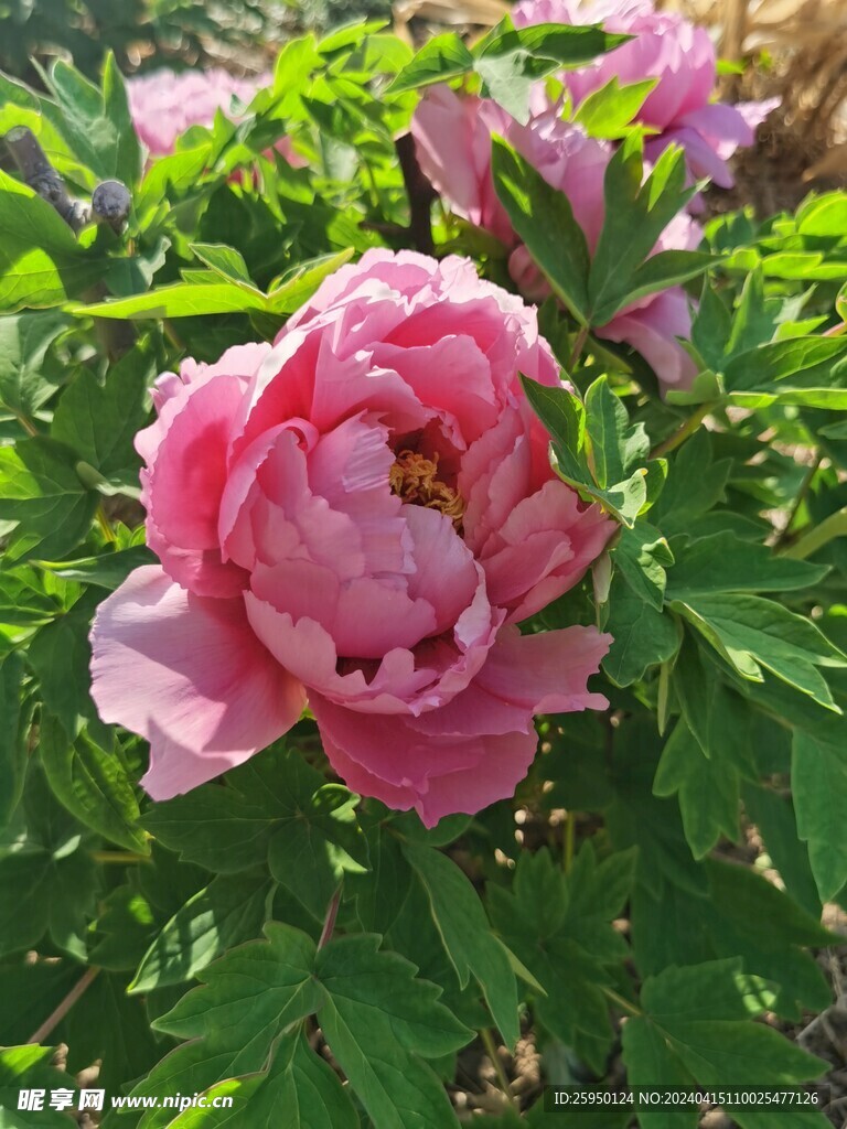 红牡丹