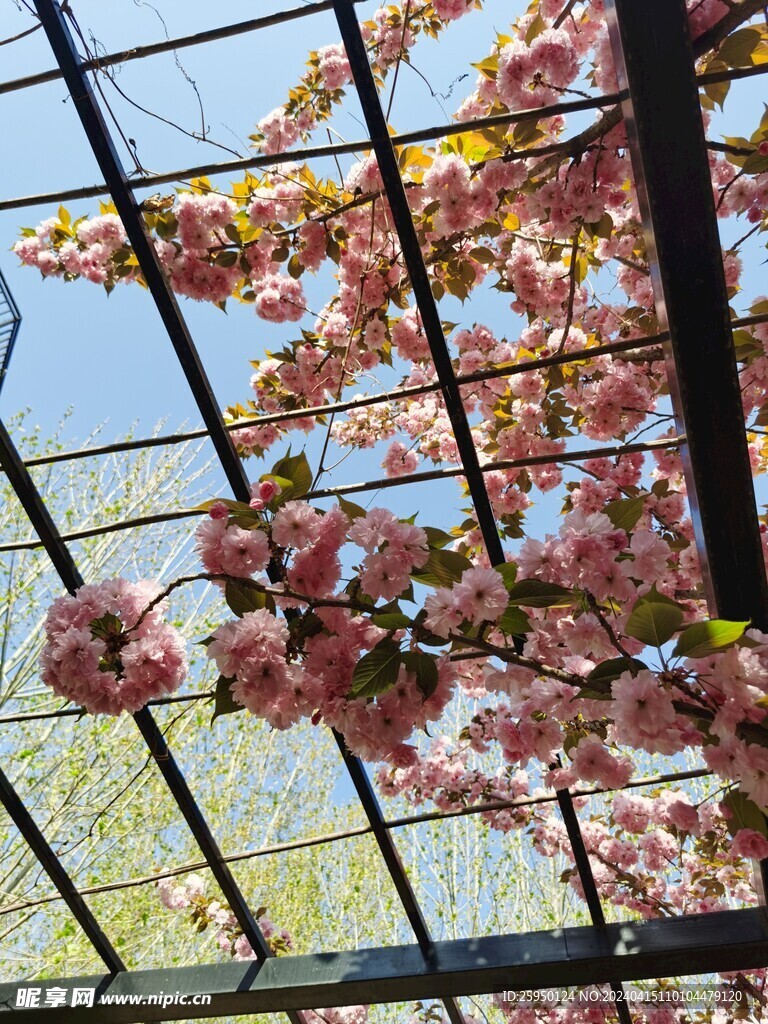 樱花