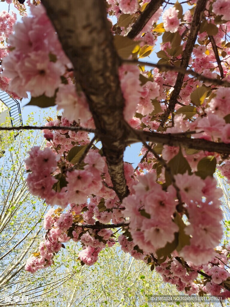 樱花树