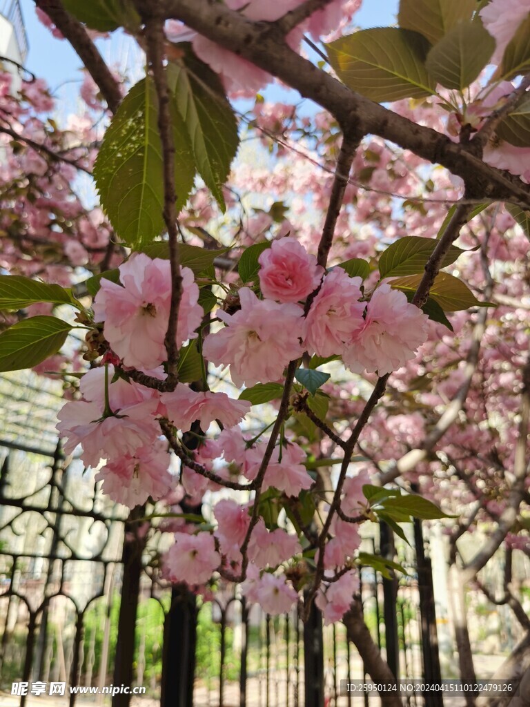 樱花