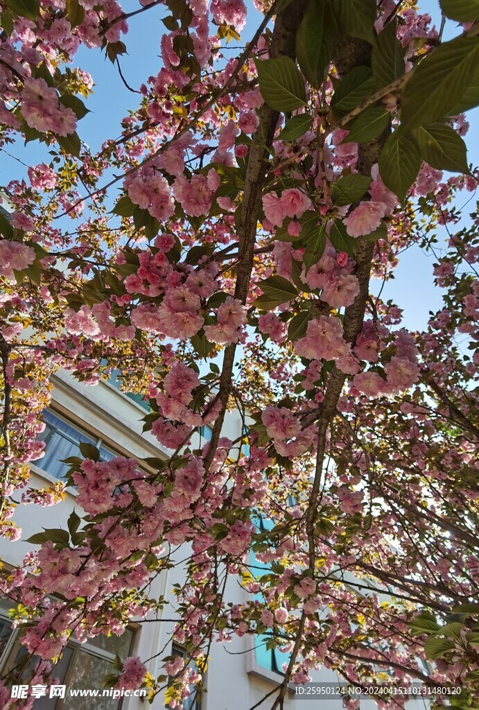樱花树
