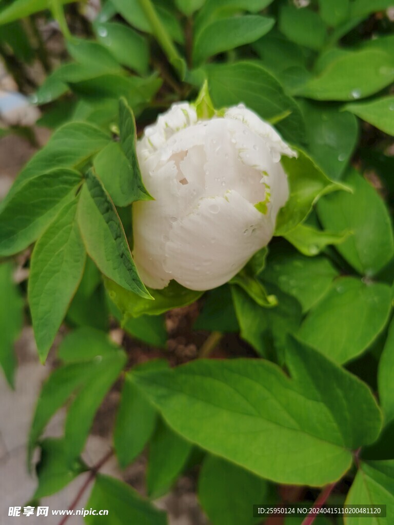 白牡丹
