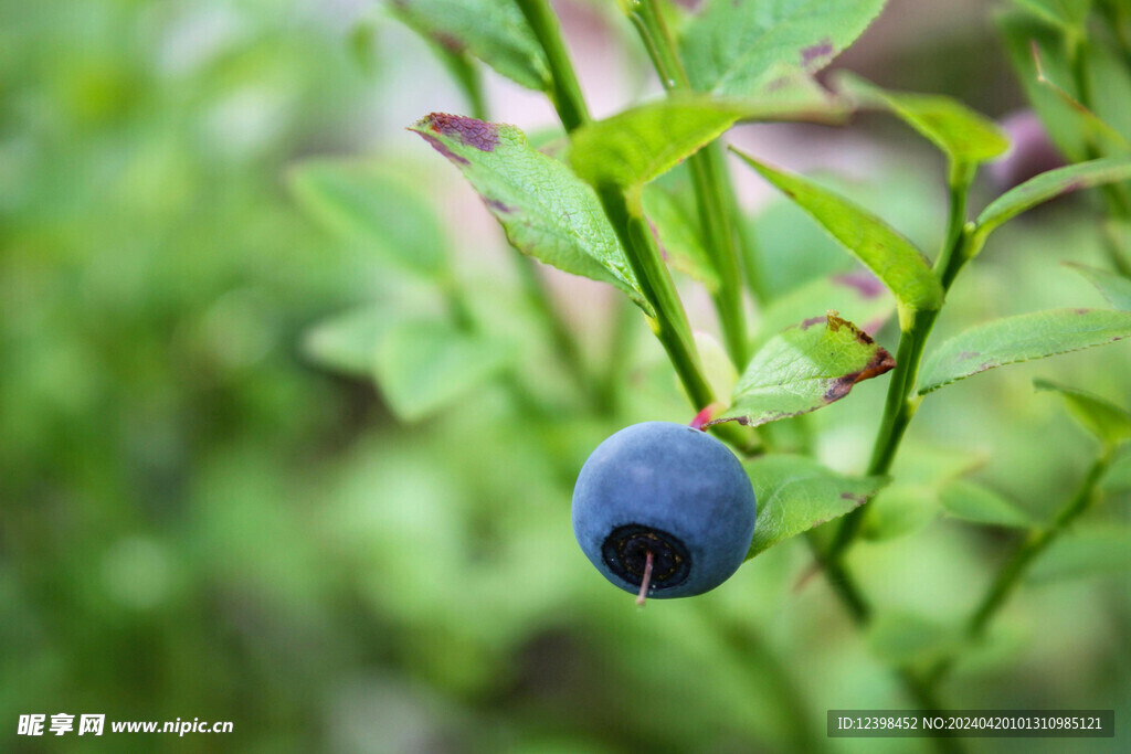蓝莓