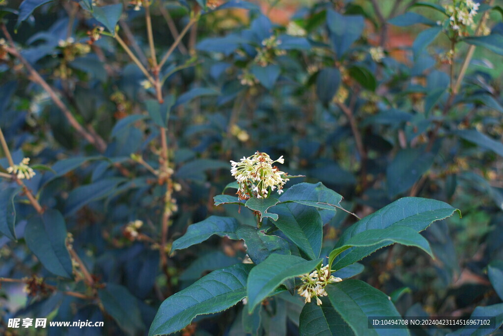 桂花树