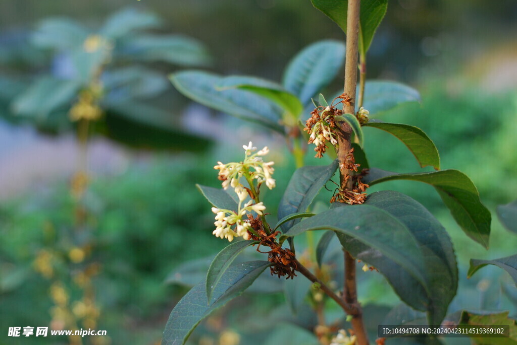 桂花