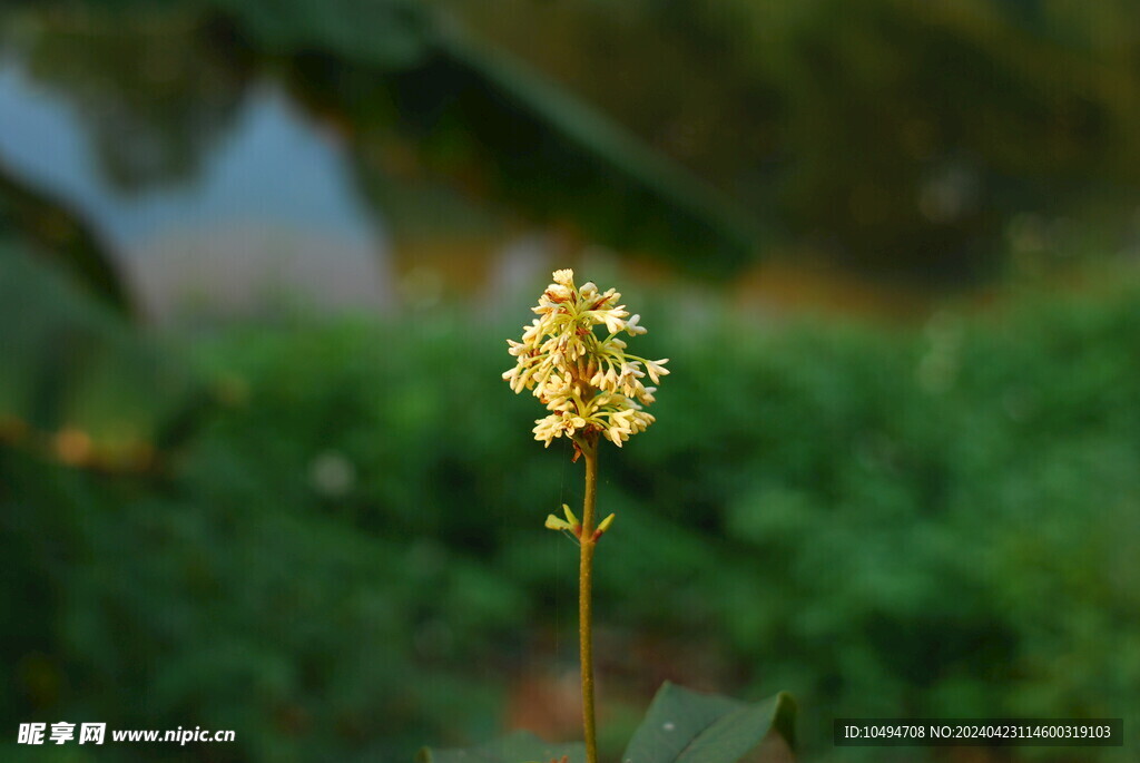 桂花