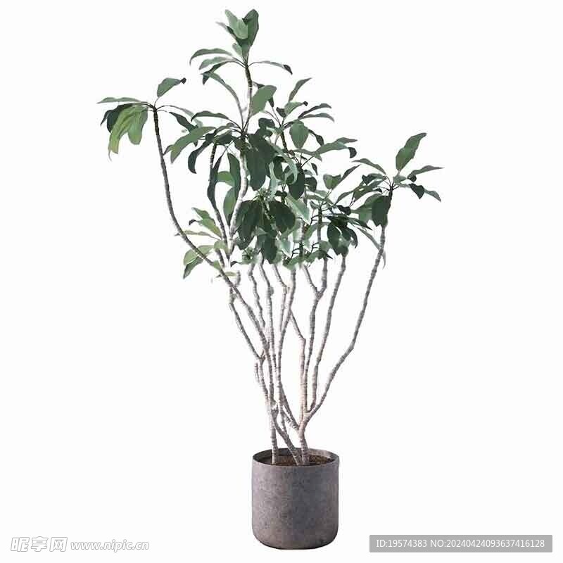 C4D模型 植物