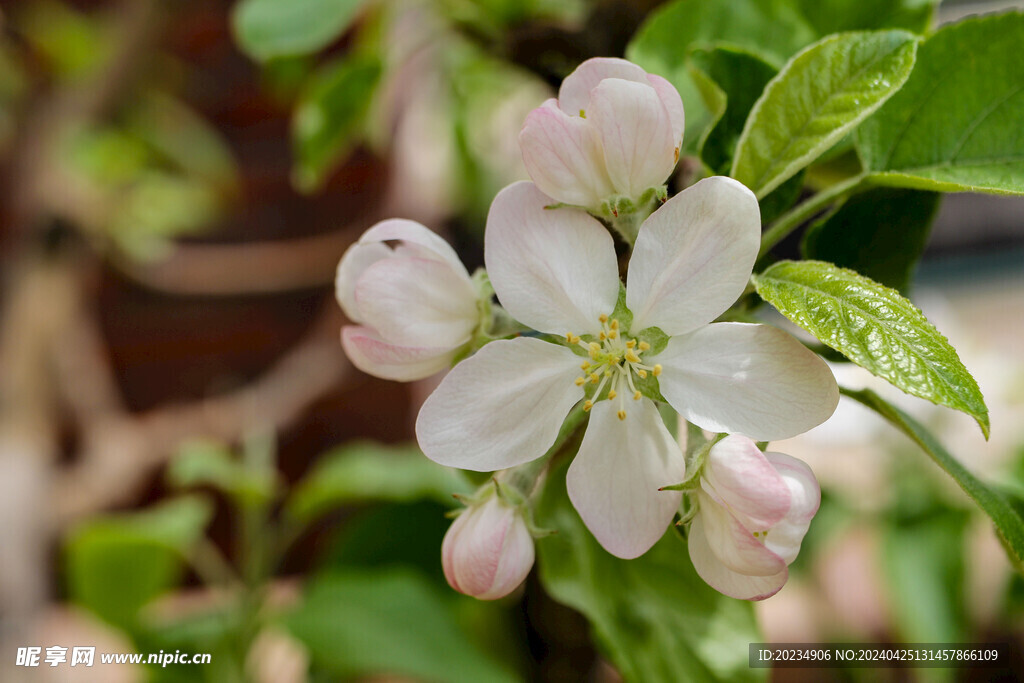 苹果花