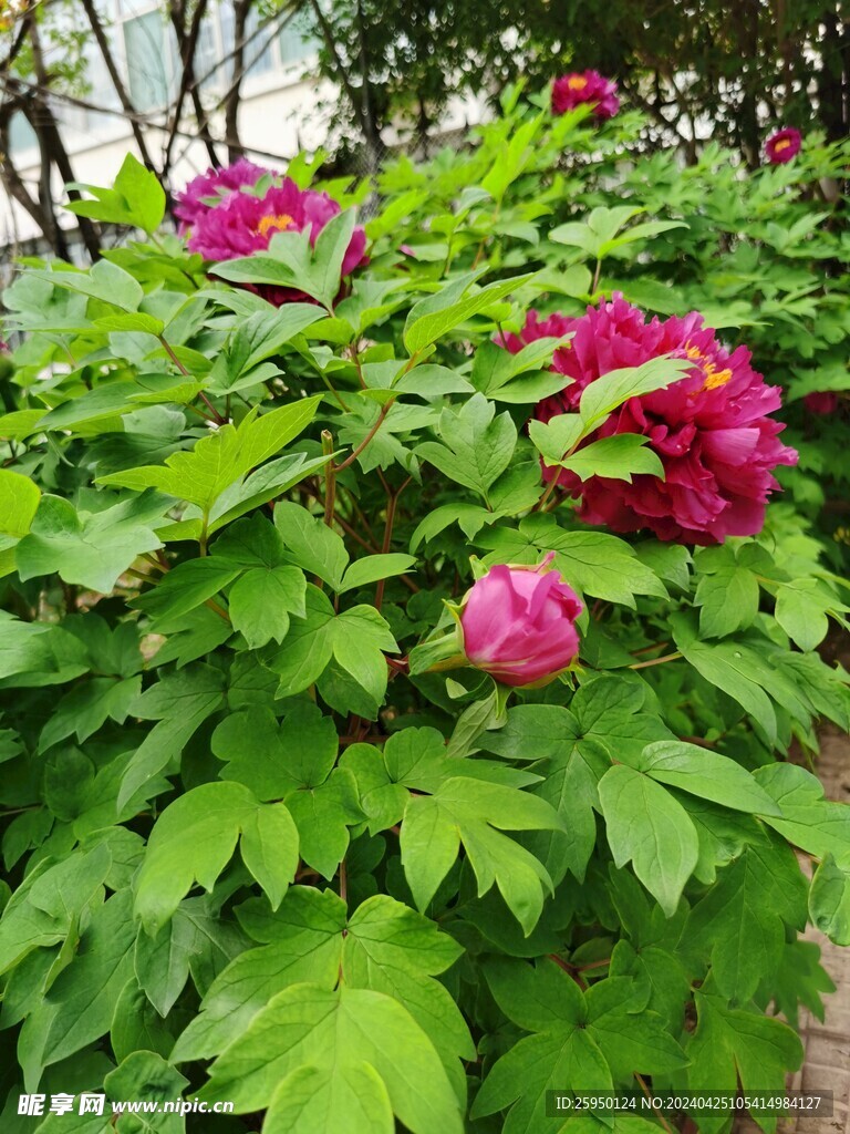 红牡丹