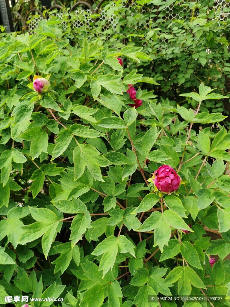 红牡丹