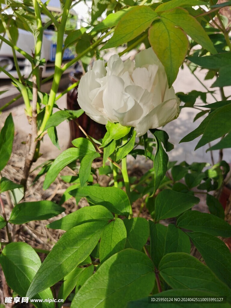 白牡丹